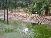 mysore_zoo190