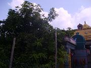 kanchipuram168.jpg