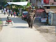 chitwan_elephant_safari003.htm