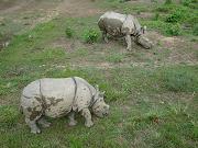 chitwan_elephant_safari054.htm