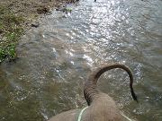 chitwan_elephant_safari091.htm