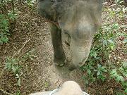 chitwan_elephant_safari141.htm