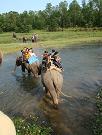 chitwan_elephant_safari145.htm