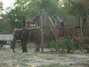 chitwan_elephant_safari236.htm