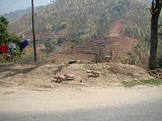 kathmandu_pokhara060.htm